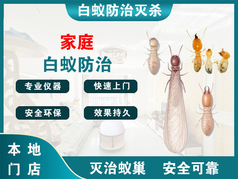 句容家庭白蚁防治